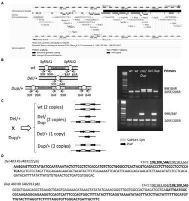 Changes in social behavior with MAPK2 and KCTD13/CUL3 pathways alterations in two new outbred rat models for the 16p11.2 syndromes with autism spectrum disorders